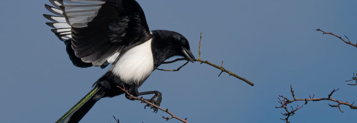 Magpie - The Hall of Einar - photograph (c) David Bailey (not the)