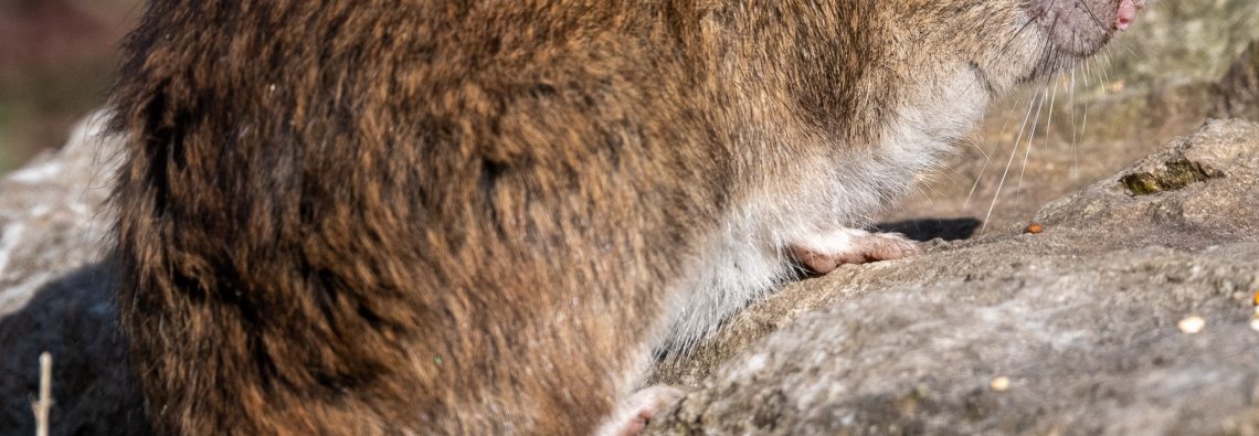 Brown Rat - The Hall of Einar - photograph (c) David Bailey (not the)