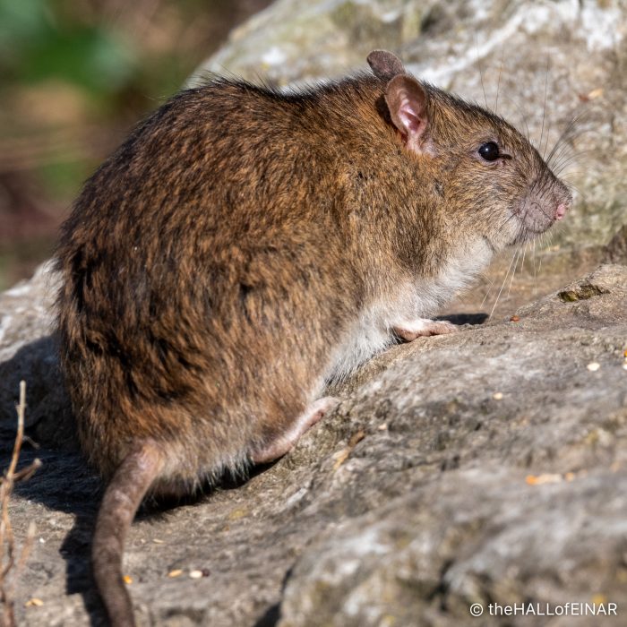 Brown Rat - The Hall of Einar - photograph (c) David Bailey (not the)