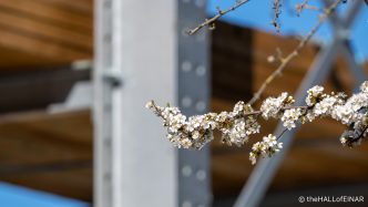 Blossom - The Hall of Einar - photograph (c) David Bailey (not the)