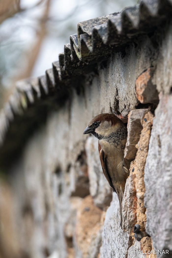 House Sparrow - The Hall of Einar - photograph (c) David Bailey (not the)