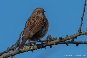 Dunnock - The Hall of Einar - photograph (c) David Bailey (not the)