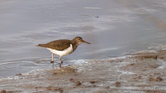 Common Sandpiper - The Hall of Einar - photograph (c) David Bailey (not the)