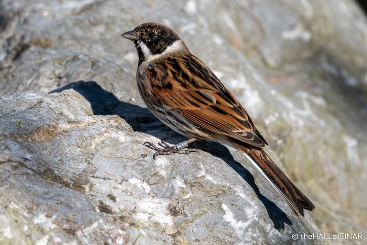 Reed Bunting - The Hall of Einar - photograph (c) David Bailey (not the)