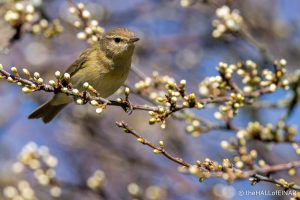 Chiffchaff - The Hall of Einar - photograph (c) David Bailey (not the)