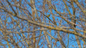 Greenfinch - The Hall of Einar - photograph (c) David Bailey (not the)