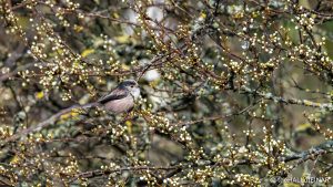 Long-Tailed Bushtit - The Hall of Einar - photograph (c) David Bailey (not the)