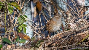 Dunnock - The Hall of Einar - photograph (c) David Bailey (not the)