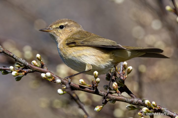 Chiffchaff - The Hall of Einar - photograph (c) David Bailey (not the)