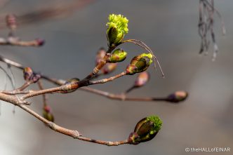 Bud burst - The Hall of Einar - photograph (c) David Bailey (not the)