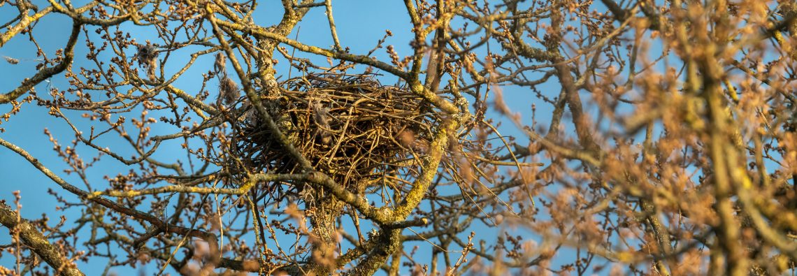 Buzzards' Nest - The Hall of Einar - photograph (c) David Bailey (not the)