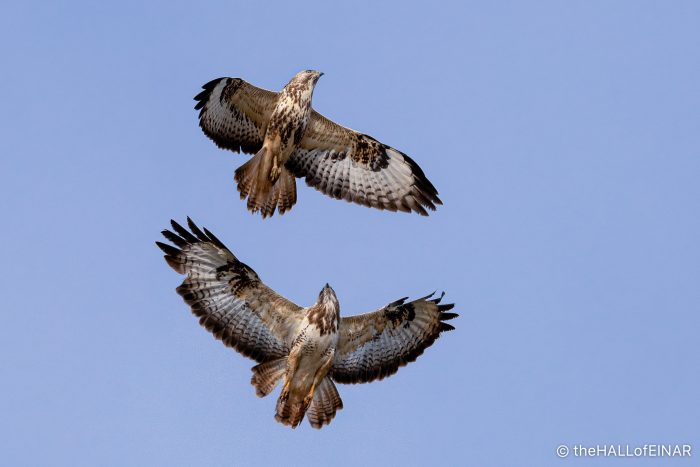 Buzzards displaying - The Hall of Einar - photograph (C) David Bailey (not the)
