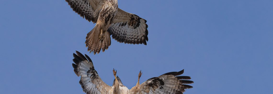 Buzzards displaying - The Hall of Einar - photograph (C) David Bailey (not the)