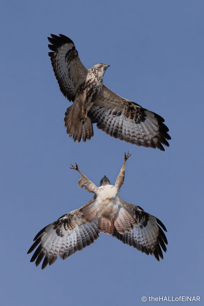 Buzzards displaying - The Hall of Einar - photograph (C) David Bailey (not the)