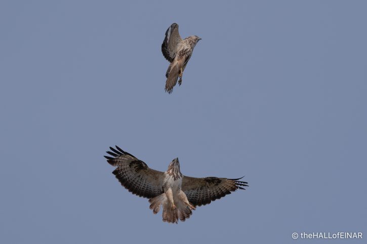 Buzzards displaying - The Hall of Einar - photograph (C) David Bailey (not the)