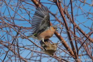 Chaffinches mating - The Hall of Einar - photograph (c) David Bailey (not the)