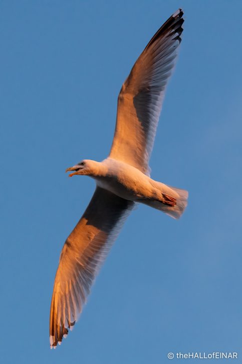 Herring Gull at Sunset - The Hall of Einar - photograph (c) David Bailey (not the)