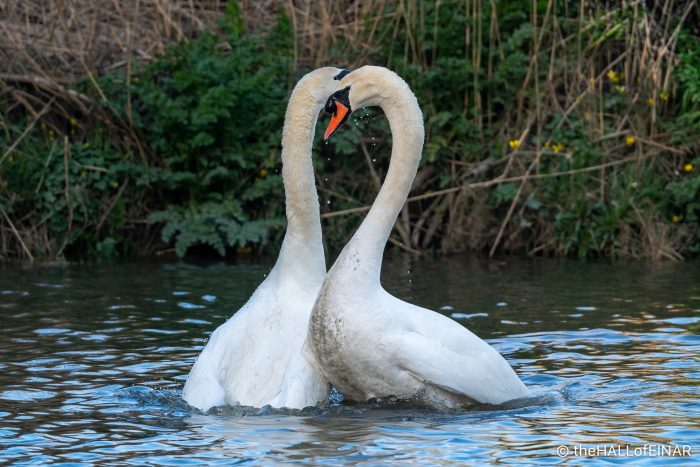 Mute Swan - The Hall of Einar - photograph (c) David Bailey (not the)