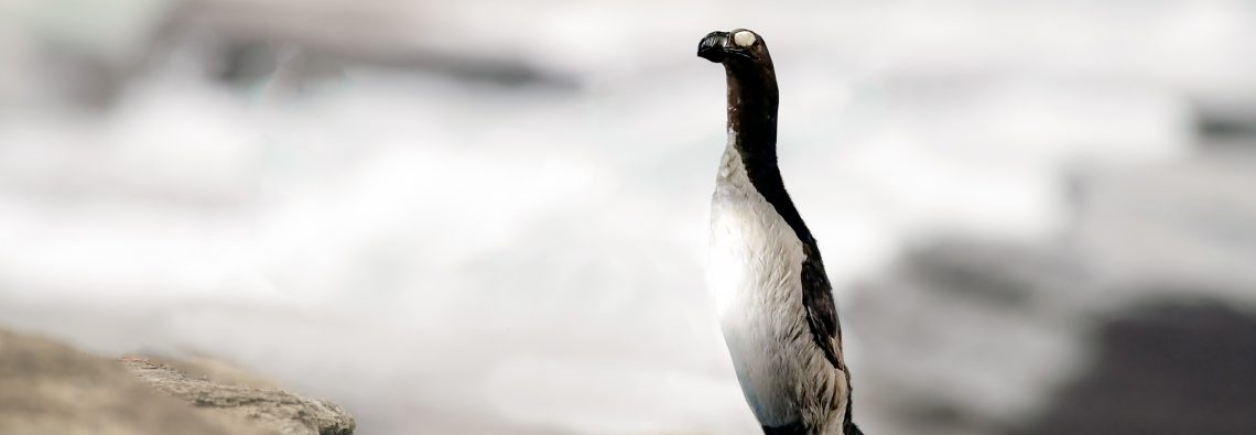 Mystery Bird - The Hall of Einar - photograph (c) David Bailey (not the)