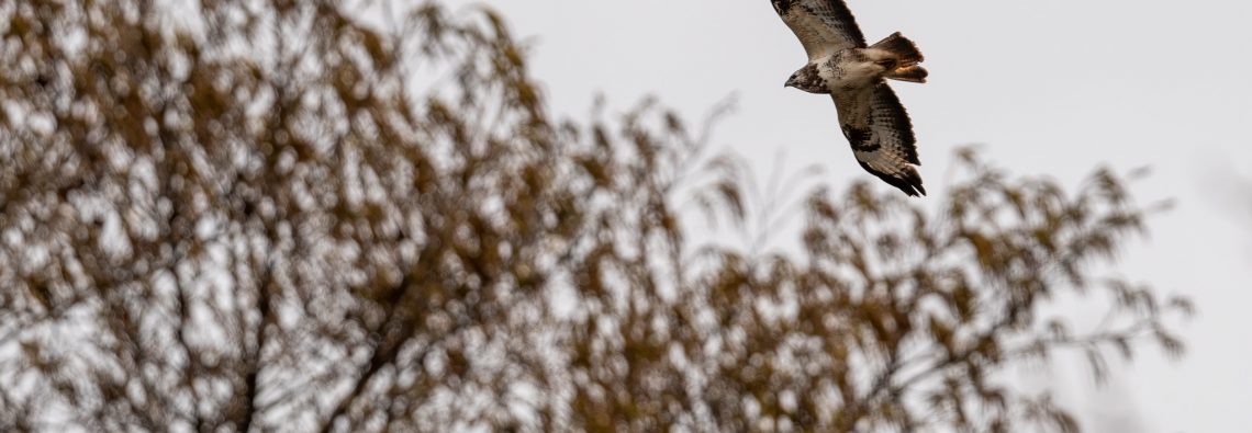 Buzzard - The Hall of Einar - photograph (c) David Bailey (not the)