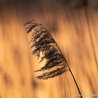 Reeds - The Hall of Einar - photograph (c) David Bailey (not the)