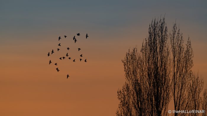 Starlings at Sunset - The Hall of Einar - photograph (c) David Bailey (not the)