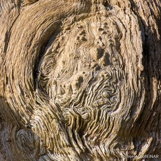 Trunk - The Hall of Einar - photograph (c) David Bailey (not the)