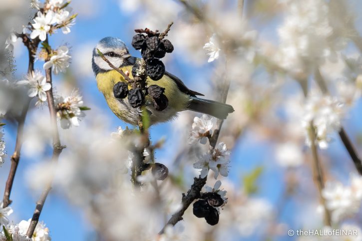 Blue Tit in Blackthorn Blossom - The Hall of Einar - photograph (c) David Bailey (not the)