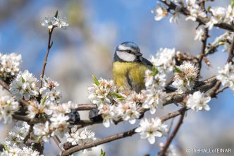 Blue Tit in Blackthorn Blossom - The Hall of Einar - photograph (c) David Bailey (not the)