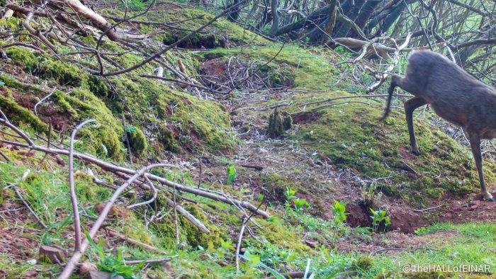Roe Deer - The Hall of Einar - photograph (c) David Bailey (not the)