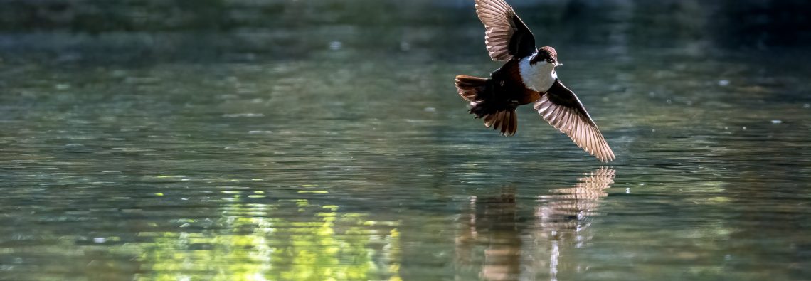 Dipper - The Hall of Einar - photograph (c) David Bailey (not the)