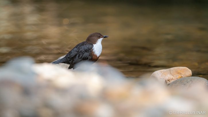 Dipper - The Hall of Einar - photograph (c) David Bailey (not the)