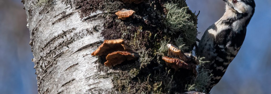 Lesser Spotted Woodpecker - The Hall of Einar - photograph (c) David Bailey (not the)