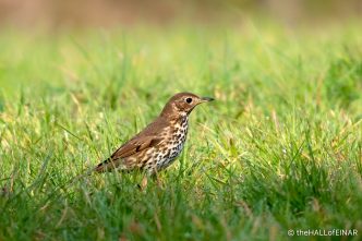 Song Thrush - The Hall of Einar - photograph (c) David Bailey (not the)