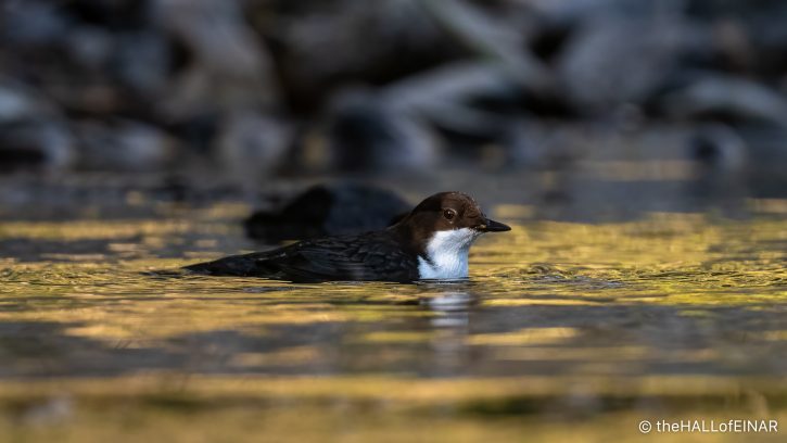 Dipper - The Hall of Einar - photograph (c) David Bailey (not the)