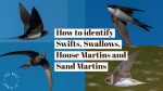 Swifts - Swallows - House Martins - Sand Martins