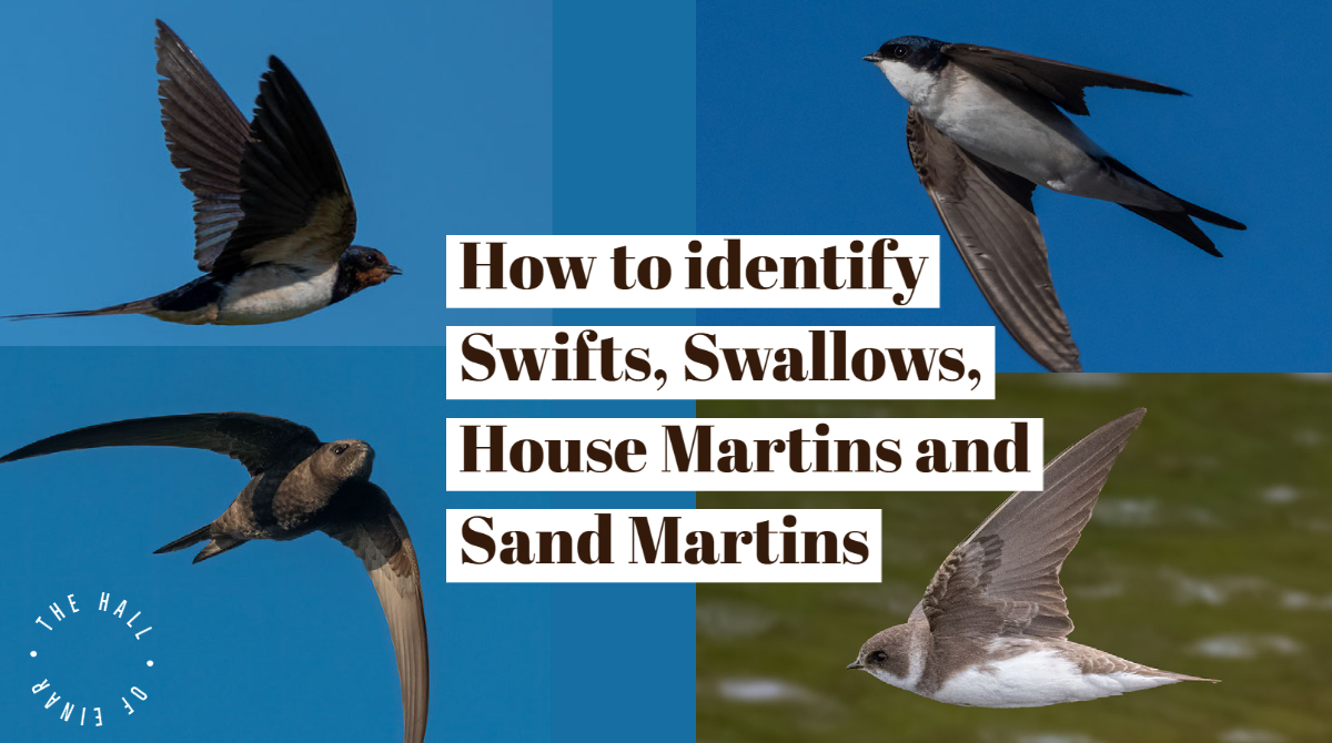 Swifts, Swallows, House Martins and Sand Martins how do you tell them apart? David at the