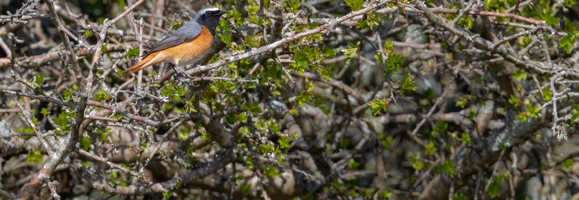 Redstart - The Hall of Einar - photograph (c) David Bailey (not the)