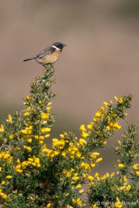 Stonechat on Trendlebere Down - The Hall of Einar - photograph (c) David Bailey (not the)