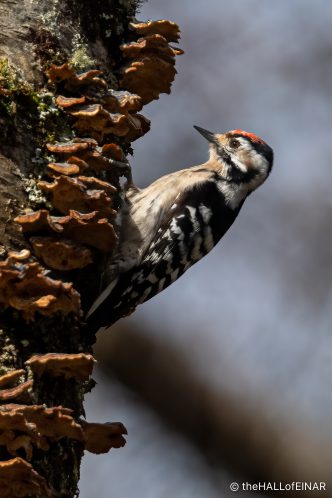 Lesser Spotted Woodpecker - The Hall of Einar - photograph (c) David Bailey (not the)