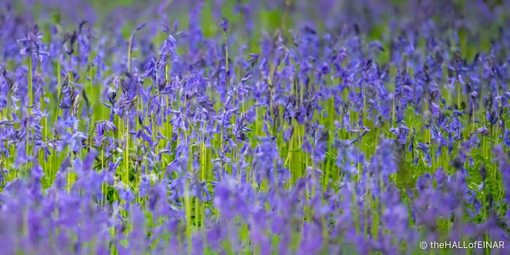 Bluebells - The Hall of Einar - photograph (c) David Bailey (not the)