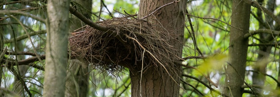 Buzzards Nest - The Hall of Einar - photograph (c) David Bailey (not the)