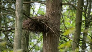 Buzzards Nest - The Hall of Einar - photograph (c) David Bailey (not the)