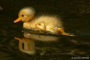 Ducklings - The Hall of Einar - photograph (c) David Bailey (not the)