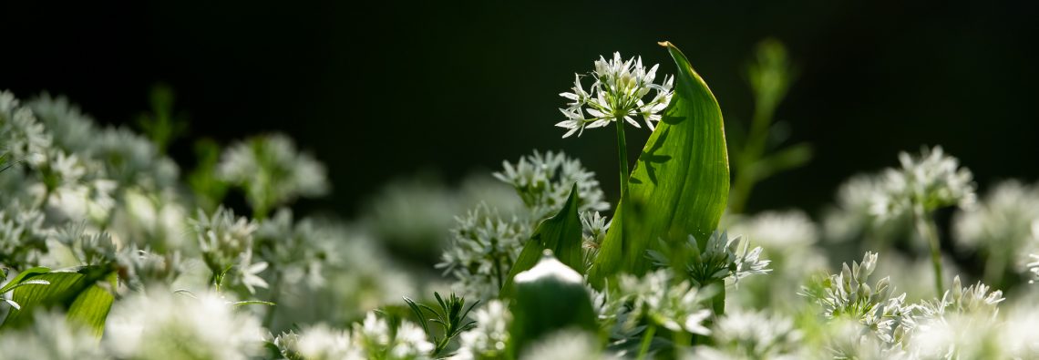 Bear's Garlic - The Hall of Einar - photograph (c) David Bailey (not the)