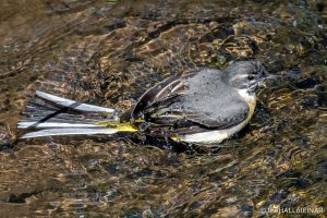 Grey Wagtail - The Hall of Einar - photograph (c) David Bailey (not the)