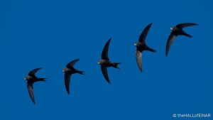 Swifts - The Hall of Einar - photograph (c) David Bailey (not the)