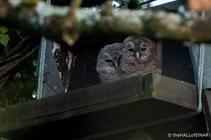 Tawny Owls - The Hall of Einar - photograph (c) David Bailey (not the)
