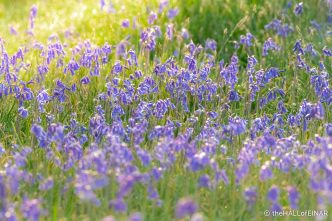 Bluebells - The Hall of Einar - photograph (c) David Bailey (not the)