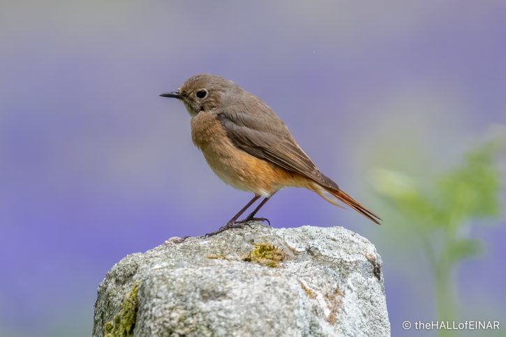 Common Redstart - The Hall of Einar - photograph (c) David Bailey (not the)